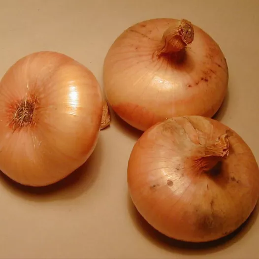Graines bio d'Oignon Jaune paille des Vertus