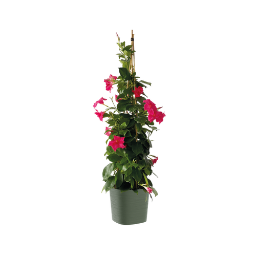 DIPLADENIA PYRAMIDE 'MANDEVILLA' - POT CARRÉ 19CM - H105/110CM