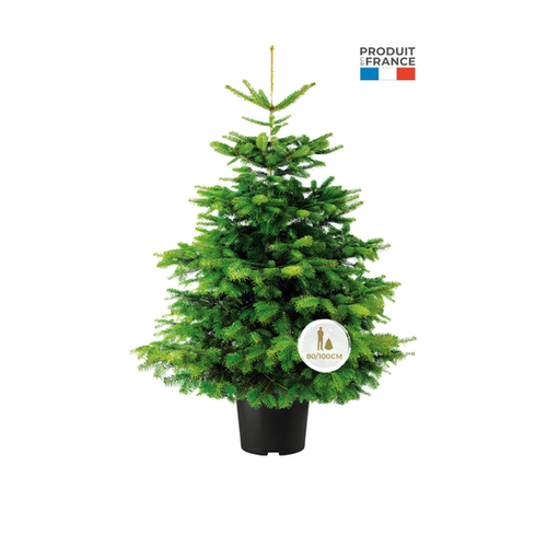 SAPIN ABIES NORDMANN EN POT - 80/100CM