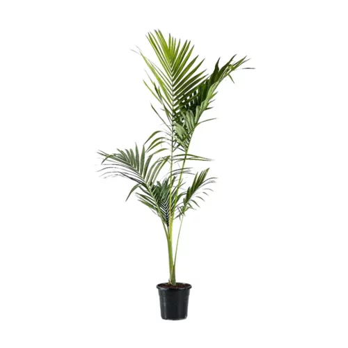 Univers extérieur：Archontophoenix Alexandrae (Palmier Alexandra) en pot de 9 L vert