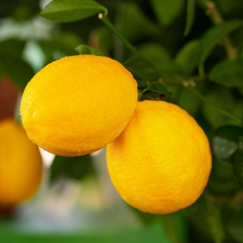 CITRONNIER MEYER (CITRUS MEYERI) - POT DE 5L - 1/4 TIGE