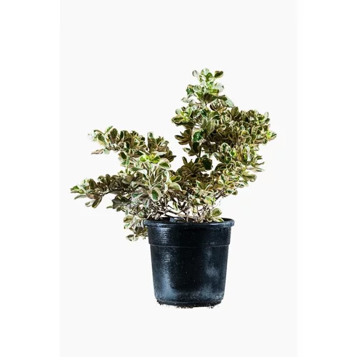 Tout pour le jardin：Coprosma Variegata en pot de 2,5 L multicolore