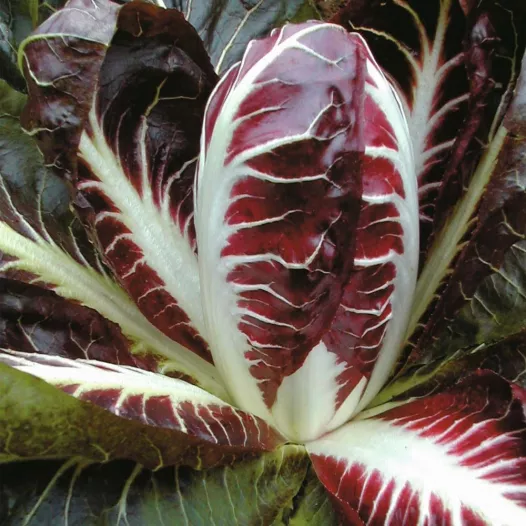 Chicorée Radicchio Rouge de Trévise | Semences bio et reproductibles