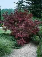 Espace vert pratique：Erable du Japon (ACER PALMATUM ) Le pot de 2 litres