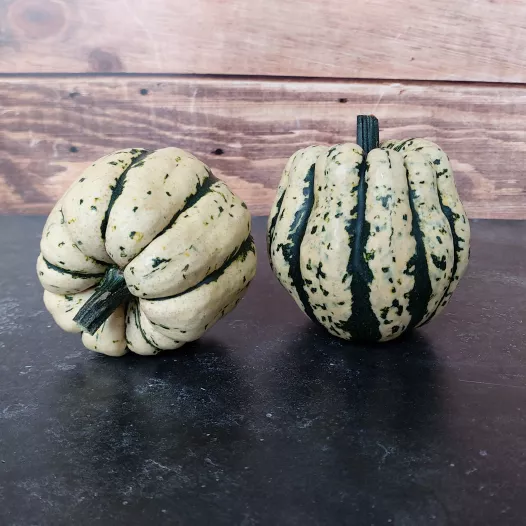 Semences bio de Courge Patidou Sweet Dumpling