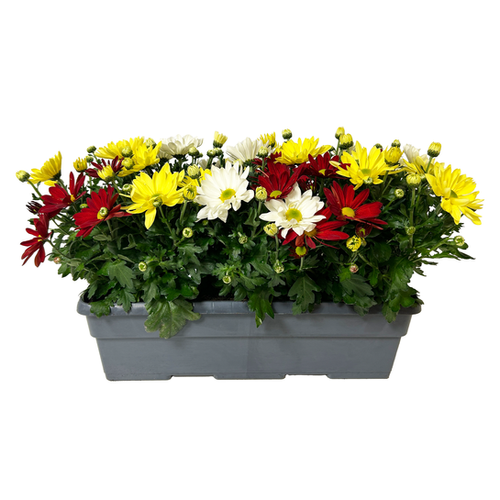 JARDINIÈRE DE CHRYSANTHÈME MULTI - 50CM