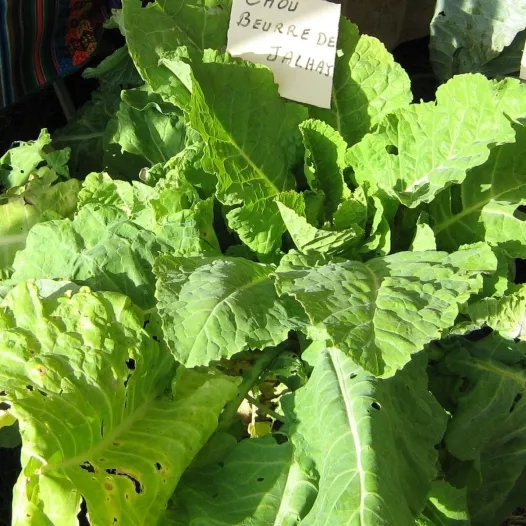 Semences bio de Chou frisé/Kale Beurré de Jalhay