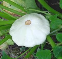Plaisir au jardin：Patisson Blanc Bio. Le pot de 10,5 cm