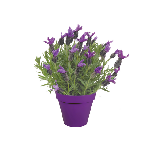 LAVANDE PAPILLON (LAVANDULA STOECHAS) - 2,5L