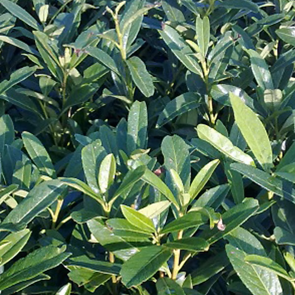 2 x Laurier-cerise 'Caucasica' – Prunus laurocerasus 'Caucasica', 60-80 cm pot