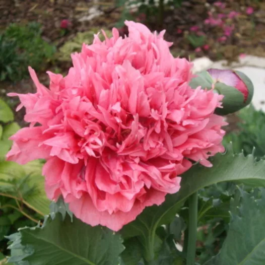 Bio en reproduceerbare zaden van Papaver dubbel roos