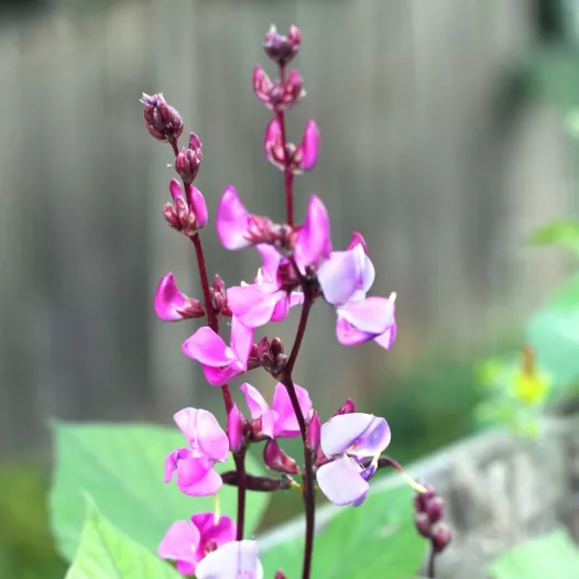 Dolichos Lablab | Graines bio et reproductibles de fleurs