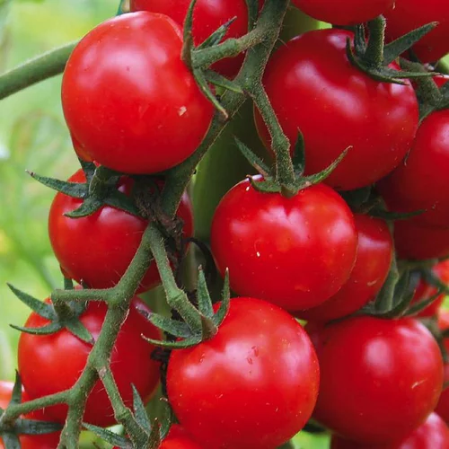 Équipement jardin：Tomate Cerise Ronde Supersweet 100 Bio. La barquette de 3 plants