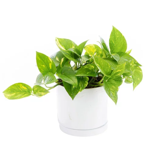 Un essentiel du jardin：Pothos doré vert en pot blanc émaillé botanic®. Le pot Ø 15 cm
