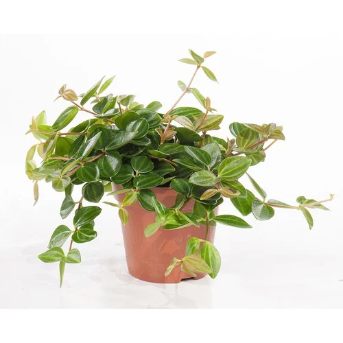 Pour mieux aménager vos extérieurs：Peperomia angulata