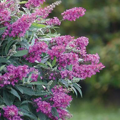 BUDDLEJA DAVIDII (ARBRE AUX PAPILLONS) - HOT PINK 'CONDAPPIN' - POT 4,5L