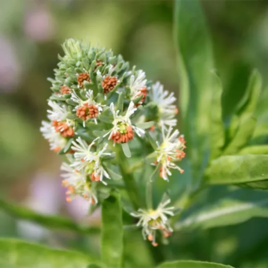 Bio zaden van Welriekende reseda
