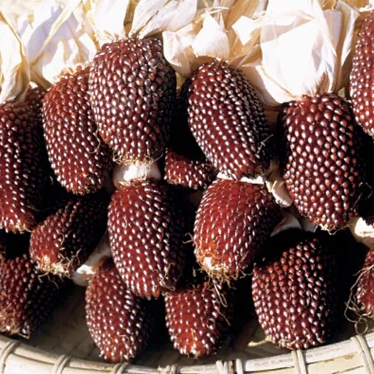 Bio zaden van Korrelmaïs Fraise