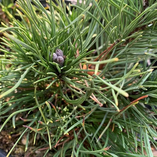 Confort jardin：Pin (Pinus) Mugo Pumilio 3 pousses. Le pot de 1 litre