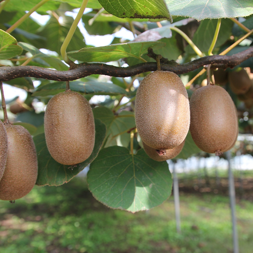 KIWI HAYWARD FEMELLE - ACTINIDIA DELICIOSA - H100/120CM - POT 3L