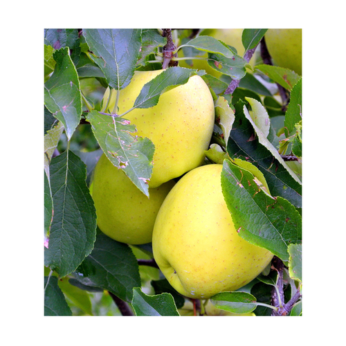 POMMIER GOLDRUSH - 1/2 TIGE 4/6 - POT 10L