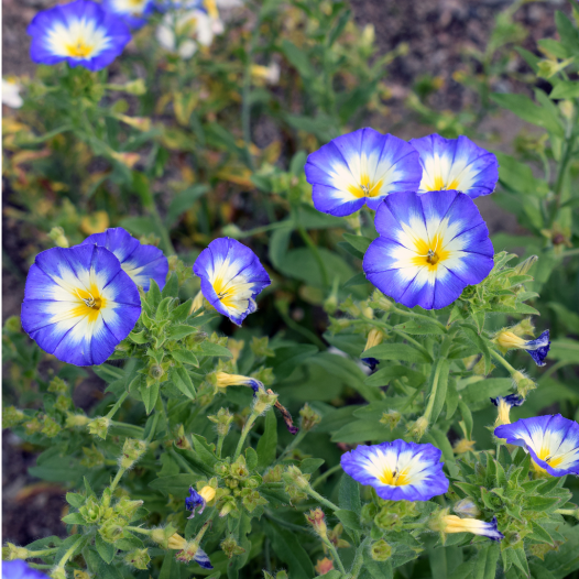 Liseron tricolore ou belle de jour |Semences bio et reproductibles