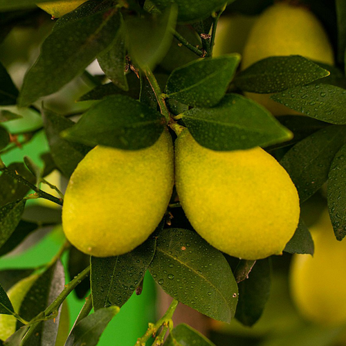 LIMEQUAT (CITRUS AURANTIFOLIA X FORTUNELLA MARGARITA) - POT DE 5L - 1/4 TIGE