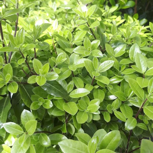Une idée pour vos extérieurs:Pittosporum Tenuifolium Golf Ball boule. Le pot de 10 litres