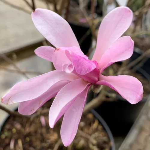Pour un extérieur plus pratique：Magnolia Loebneri Leonard Messel rose. Le pot de 15 litres