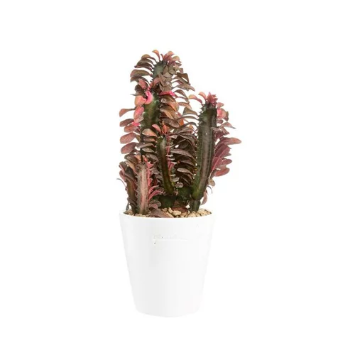 Jardin & équipement：Euphorbia hermentiana rubra en pot blanc émaillé H 10 x Ø 15 cm