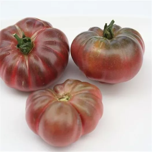 Bio zaden Tomaat Purple Calabash
