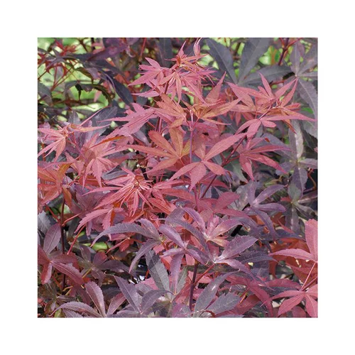 Jardin à adopter：Erable du Japon (ACER PALMATUM SKEETERS BROOM ) Le pot de 15 litres