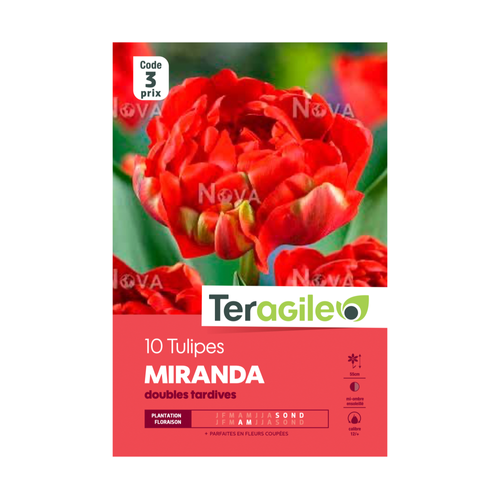 BULBES DE TULIPES 'MIRANDA' DOUBLES TARDIVES - TERAGILE® - X10