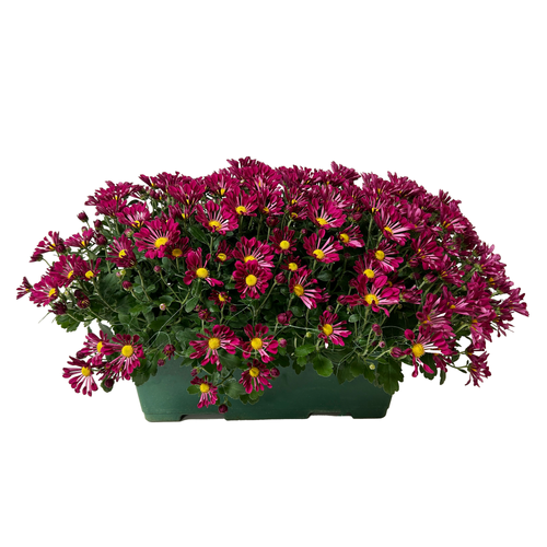 CHRYSANTHEME JARDINIÈRE - 40CM