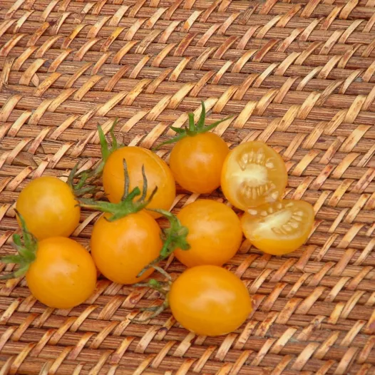 Bio zaden van Kerstomaat Jaune Cocktail clementine