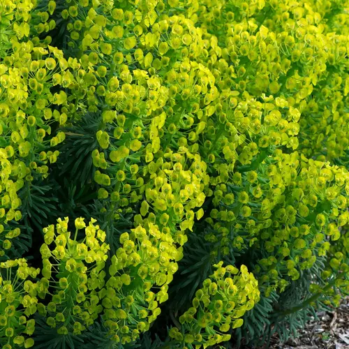 Pour tous vos besoins jardin：Euphorbe de Corse haute - Le pot de 2 litres