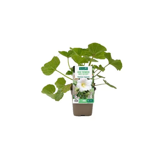 Jardin bien-être:Rose trémière simple ‘Halo White’ - Le pot de 1 litre