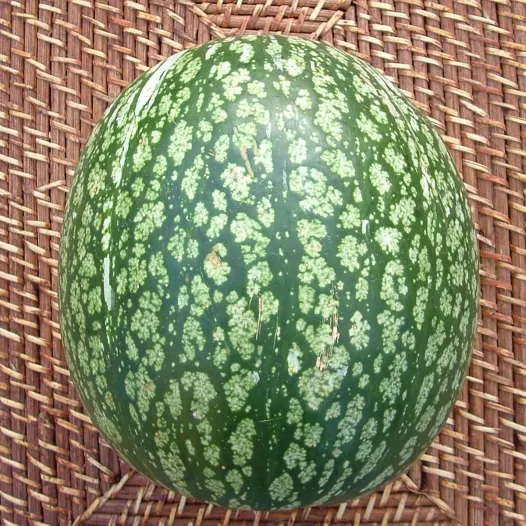 Semences biologiques de Courge de Siam