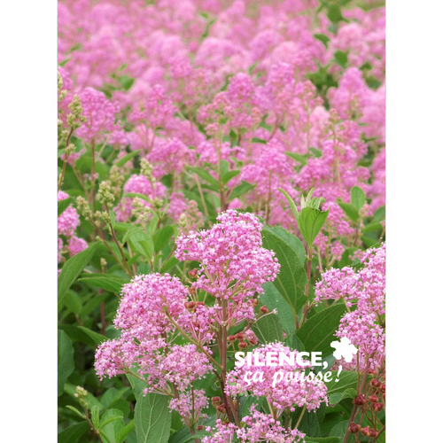 CEANOTHUS MARIE ROSE (R) 'MINMAROSE' - POT 4,5L
