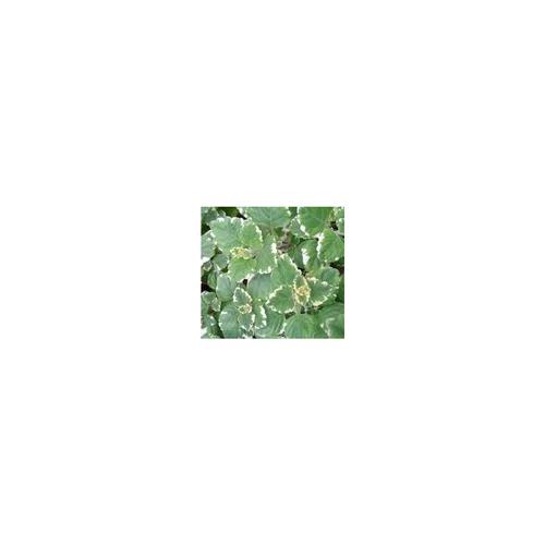 Jardin fonctionnel:Plectranthus - Le pot de 1 litre