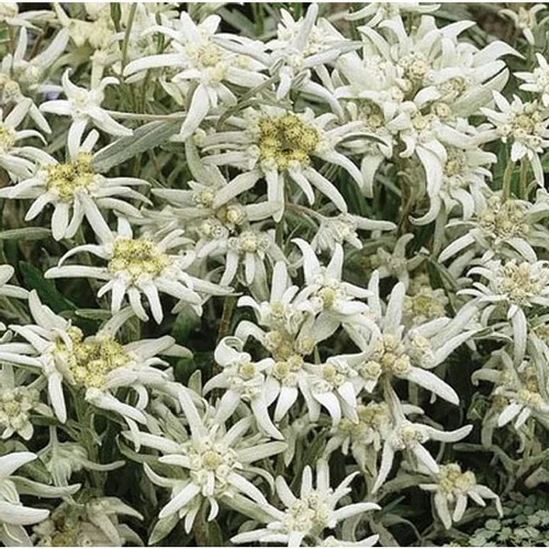 Moderne jardin：Edelweiss - Le pot de 3 litres