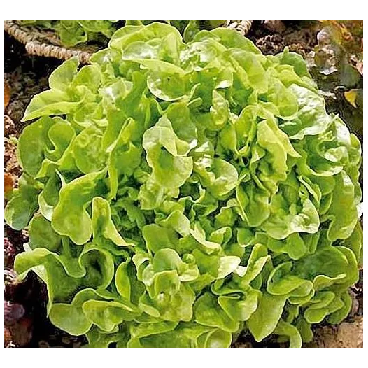 Laitue à couper Feuille de chêne blonde | Semences bio et reproductibles