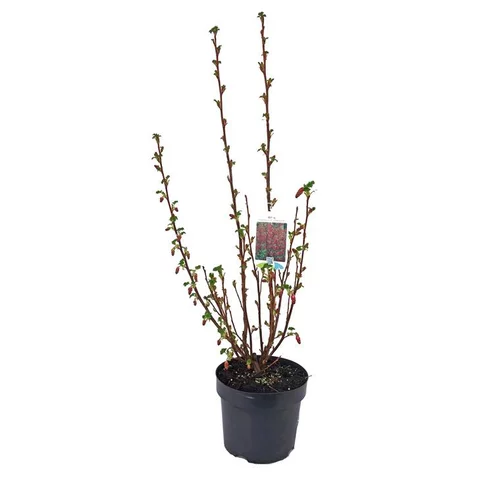 Idéal au jardin：Groseillier à fleurs King Edwards 7 60/90. Le pot de 3 litres