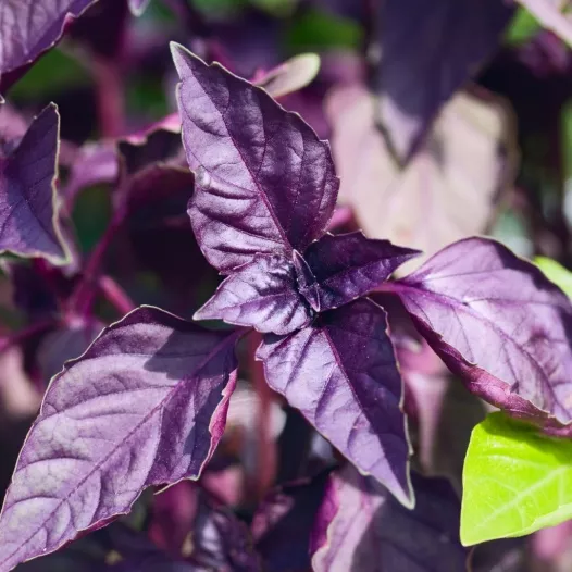 Basilic Pourpre | Graines bio d'Aromatiques