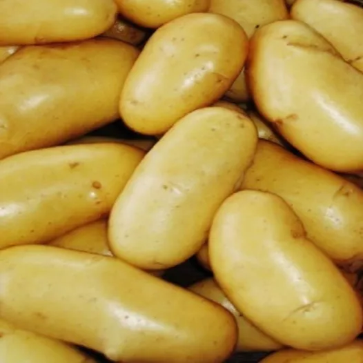 Pootgoed Allians aardappel BIO - 5kg