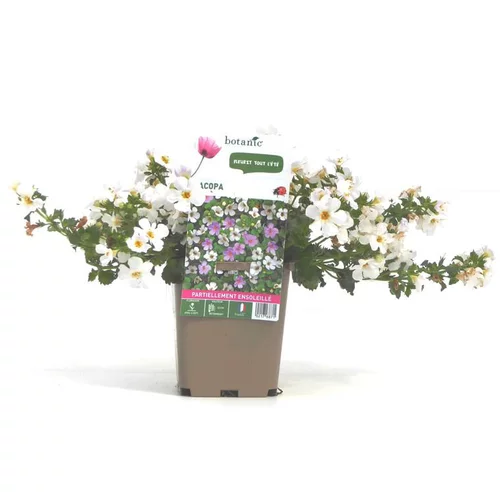Jardin passion:Bacopa - Le pot de 9 x 9 cm