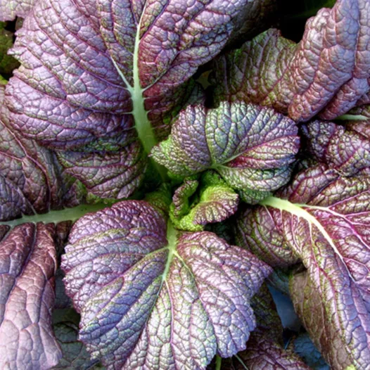 Semences bio de Moutarde de Chine rouge Red Giant