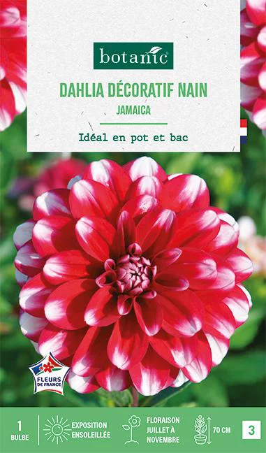 Pour faciliter la vie dehors：Bulbe de fleurs Dalhia décoratif nain Jamaïcain botanic® - 1 bulbe