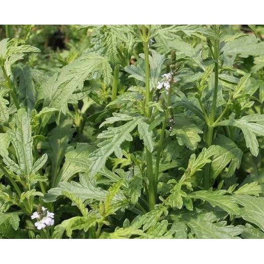 Verveine Officinale | Graines bio et reproductibles