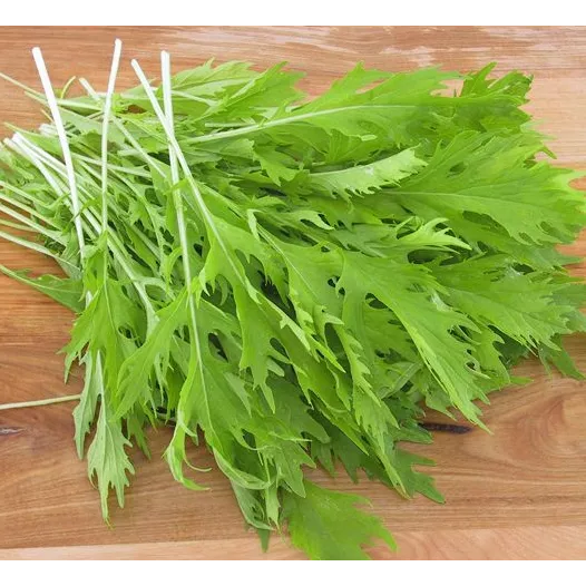 Semences bio de salade asiatique Mizuna